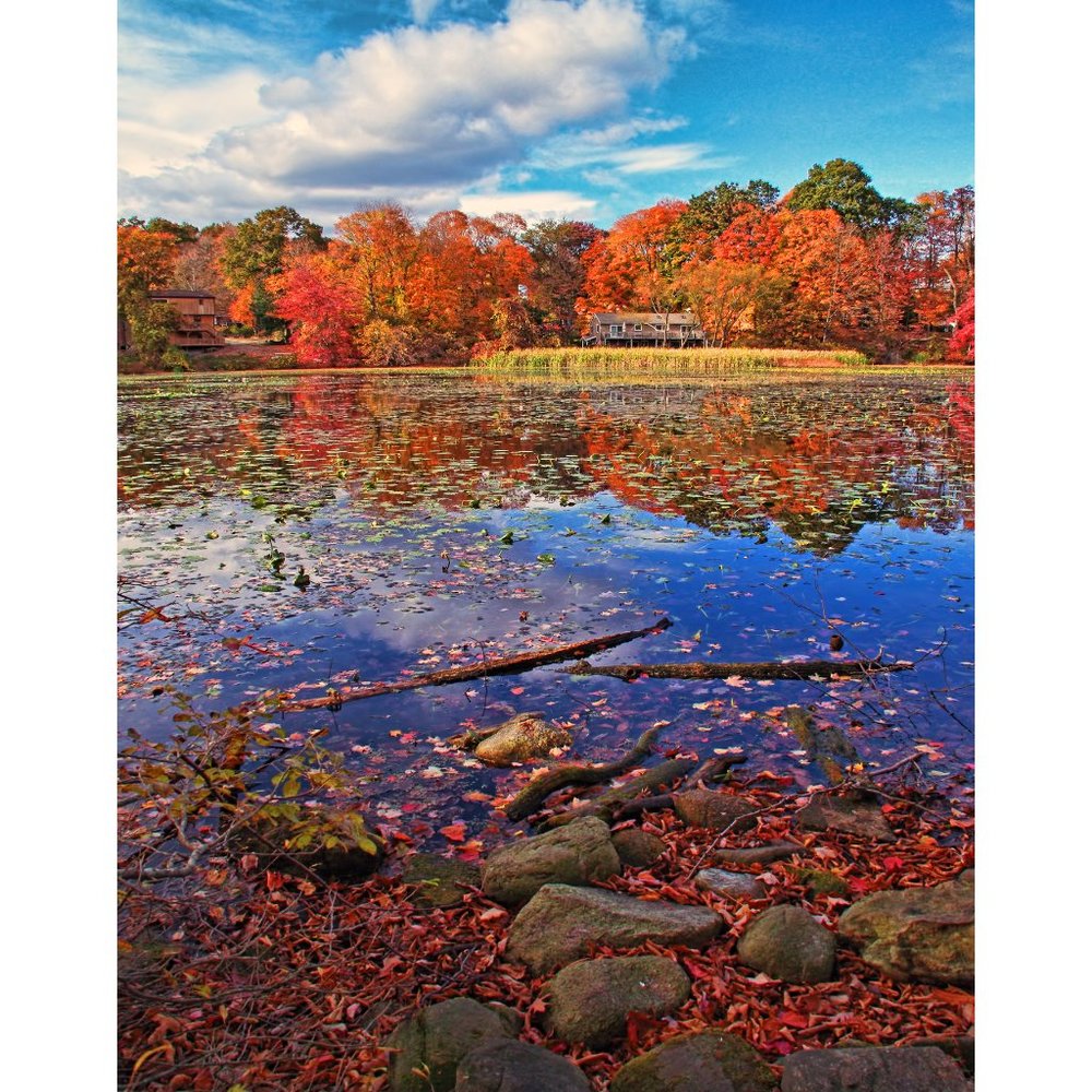 Pond and Trees       11 x 14 print